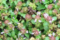 Prunella vulgaris