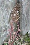Sedum cepaea