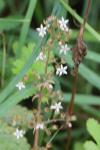 Sedum cepaea