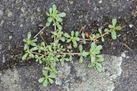 Portulaca oleracea