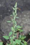 Chenopodium album