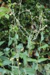 Lactuca virosa