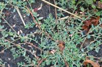 Polygonum aviculare
