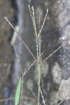 Digitaria sanguinalis