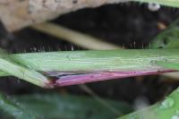 Digitaria sanguinalis