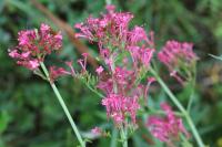 Centranthus ruber