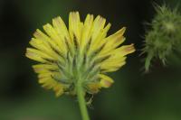 Crepis setosa