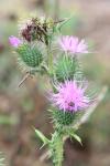 Cirsium vulgare