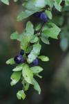 Prunus spinosa