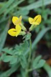 Lotus corniculatus