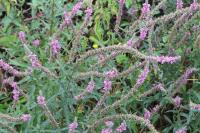 Lythrum salicaria