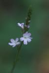 Verbena officinalis