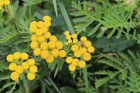 Tanacetum vulgare