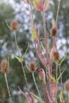 Dipsacus fullonum