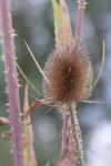 Dipsacus fullonum