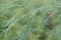 Asparagus officinalis