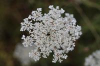 Daucus carota