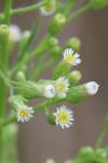 Erigeron canadensis