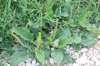 Plantago major