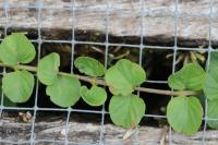 Lysimachia nummularia