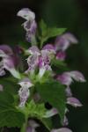 Lamium maculatum
