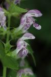 Lamium maculatum