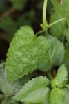 Lamium maculatum
