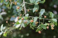 Euonymus europaeus