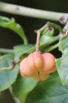 Euonymus europaeus