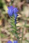 Echium vulgare