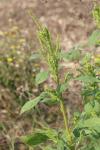 Amaranthus hybridus