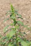 Amaranthus hybridus