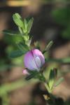 Ononis spinosa