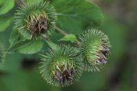 Arctium lappa