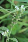 Heliotropium europaeum