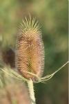 Dipsacus fullonum