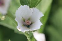 Althaea officinalis