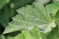 Althaea officinalis