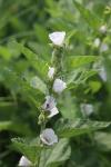 Althaea officinalis