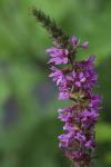 Lythrum salicaria