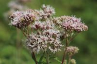 Eupatorium cannabinum