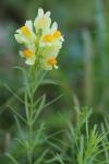 Linaria vulgaris