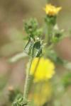 Helminthotheca echioides