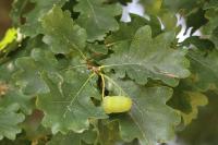Quercus robur