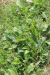 Plantago major