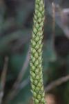 Plantago major