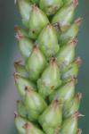 Plantago major