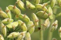 Heracleum sphondylium