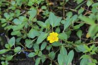 Ludwigia peploides