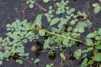Ludwigia peploides